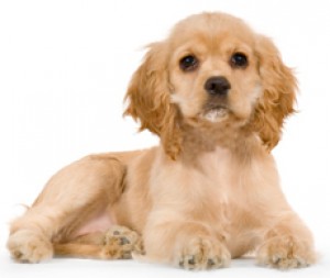 americky_kokerspaniel1.jpg