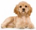 americky_kokerspaniel1.jpg