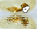 havinko1.gif