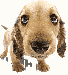 n7.gif